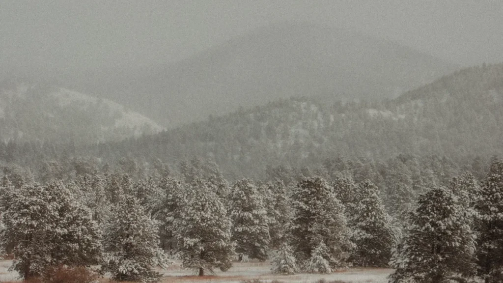 Snowy pine forest setting for a guide to Bigfoot Christmas gifts