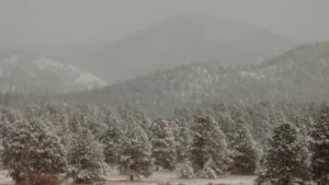 Snowy pine forest setting for a guide to Bigfoot Christmas gifts