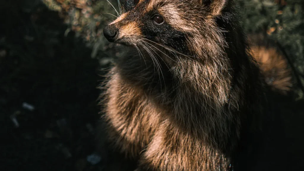 Curious raccoon in a forest for a guide to funny raccoon gifts for adults