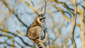 Raccoon perched in bare winter branches for raccoon Christmas gift inspiration